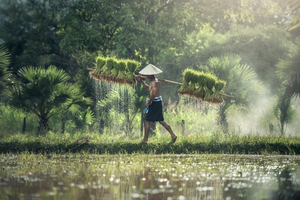El Corazón del Sudeste Asiático: Un Viaje por Templos, Playas y Culturas Milenarias Una persona camina por un sendero al atardecer en un arrozal del Sudeste Asiático, llevando plantas de arroz húmedas al hombro.
