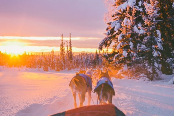 Laponia: En Busca de Auroras Boreales y la Magia de la Nieve Atardecer en Laponia, con perros husky tirando de un trineo al borde de un bosque nevado.