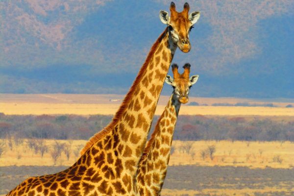 África: Guía para Explorar el Continente de los Mil Mundos Dos jirafas en la sabana africana, símbolo de la vida salvaje del continente que puedes explorar.