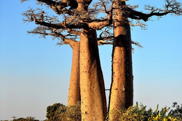 Madagascar: Viaje a un Santuario de Biodiversidad Único Madagascar es famosa por su fauna y biodiversidad únicas
