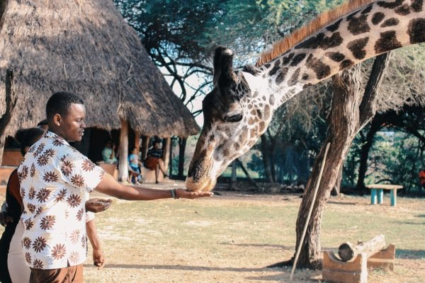 Un hombre dando de comer a una jirafa en la Shamwari Private Game Reserve, representando el lujo y la conservación en Sudáfrica.