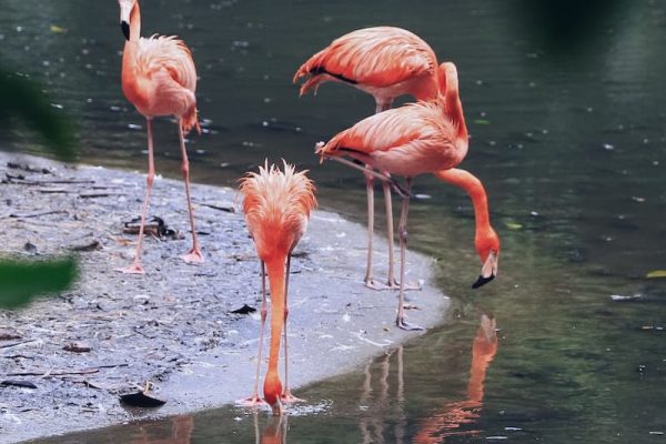 Grupo de flamencos rosa alimentándose en las marismas del Parque Nacional de Doñana durante la primavera.