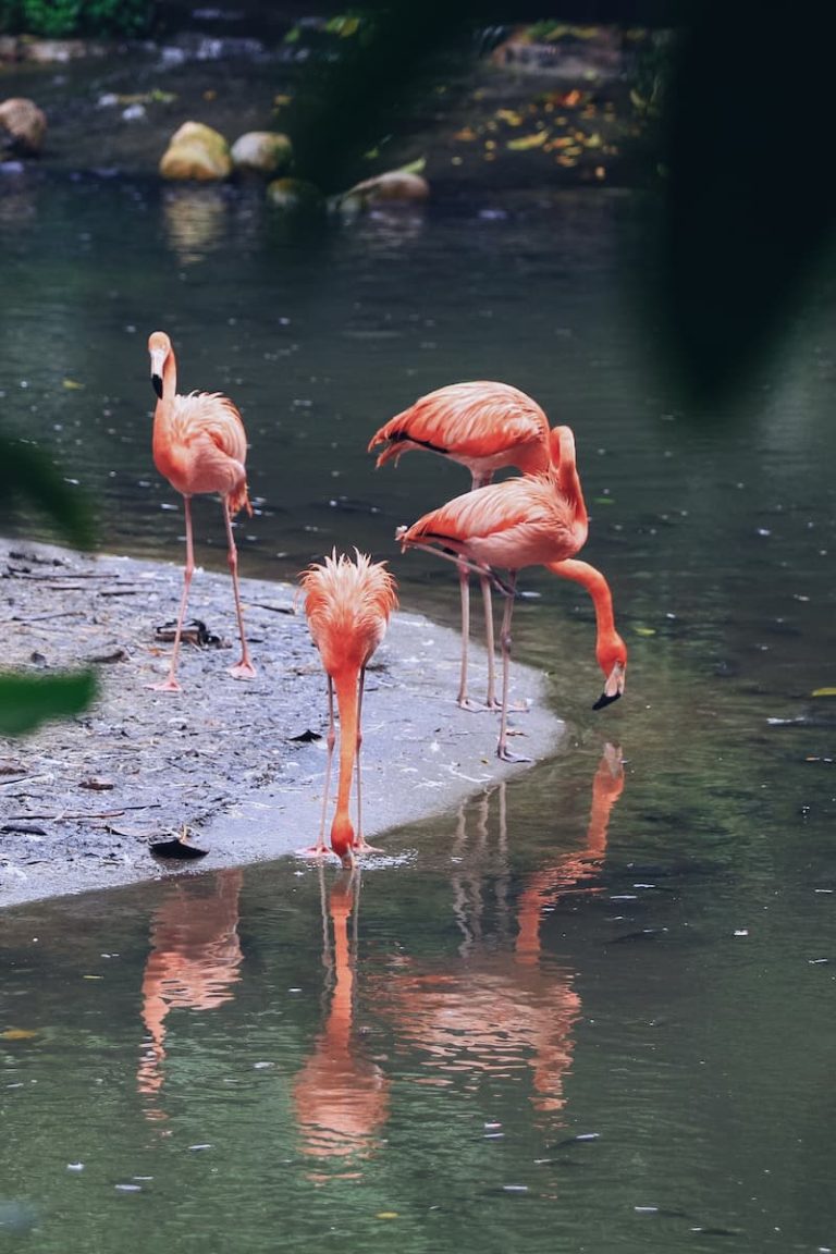 Grupo de flamencos rosa alimentándose en las marismas del Parque Nacional de Doñana durante la primavera.