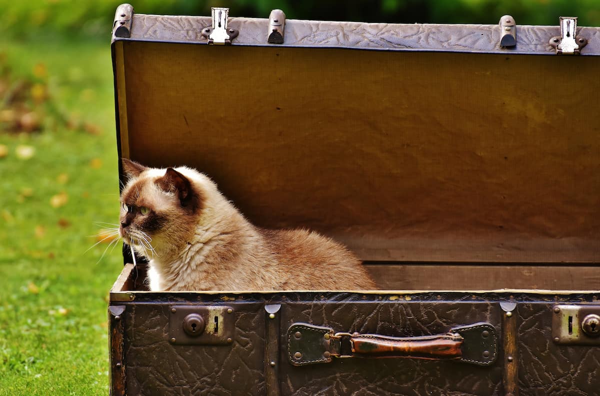 Gato siamés sentado dentro de maleta vintage abierta preparada para viaje