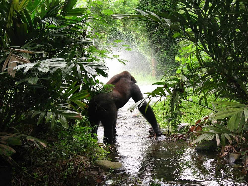 Gorila de montaña cruzando un arroyo en la selva de Ruanda con luz de amanecer a contraluz