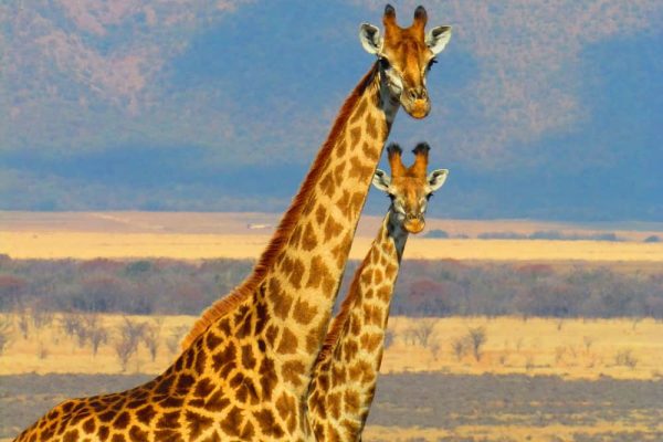 Dos jirafas en primer plano mirando a cámara con la llanura de la sabana africana al fondo