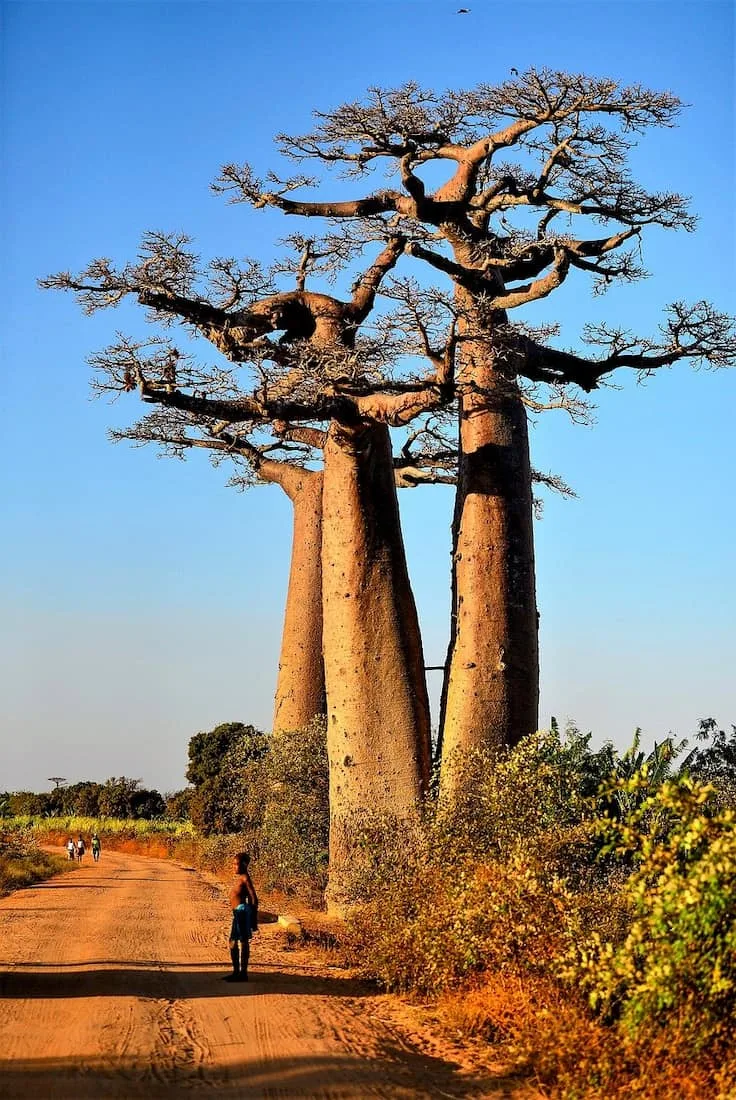 Camino de tierra roja bordeado de baobabs gigantes en la Avenida de los Baobabs Madagascar
