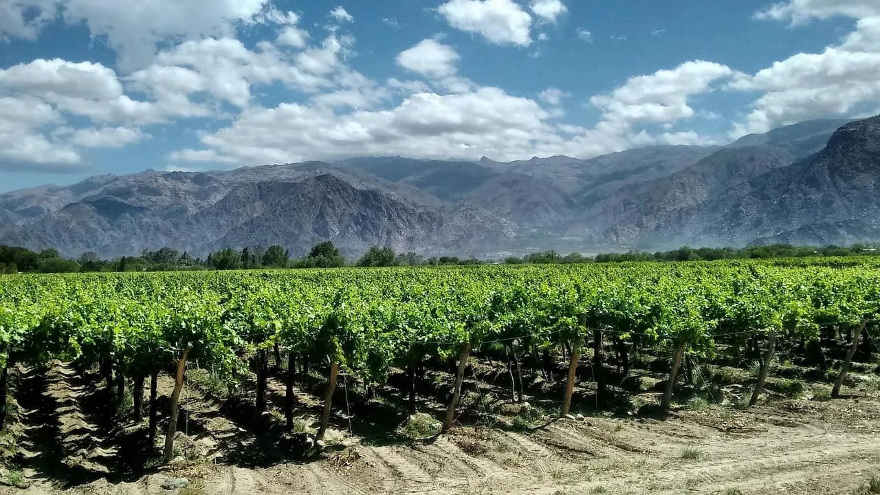 Viñedos Cafayate Salta con hileras uvas torrontés y montañas Valles Calchaquíes fondo