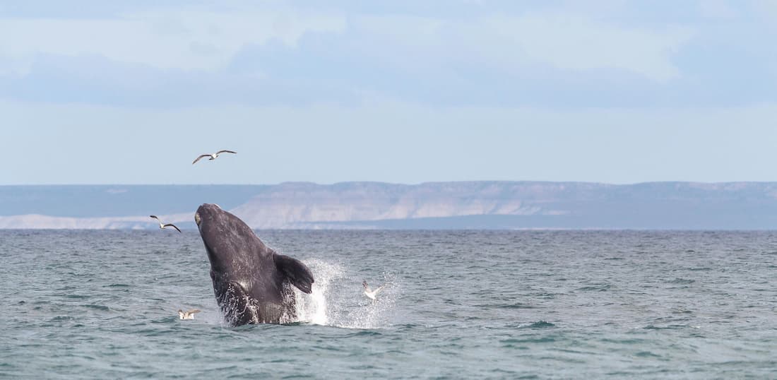 Ballena franca austral emergiendo en el golfo Nuevo de la Península Valdés en la Patagonia Argentina