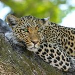 Primer plano de jaguar con ojos verdes claros descansando en la rama de un árbol en el Pantanal
