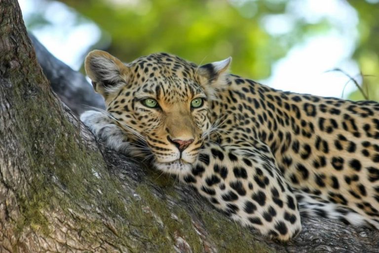 Primer plano de jaguar con ojos verdes claros descansando en la rama de un árbol en el Pantanal