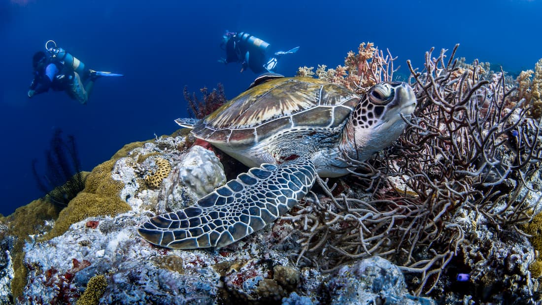 Buceador observando una tortuga marina sobre arrecife de coral en las aguas cristalinas de Fernando de Noronha