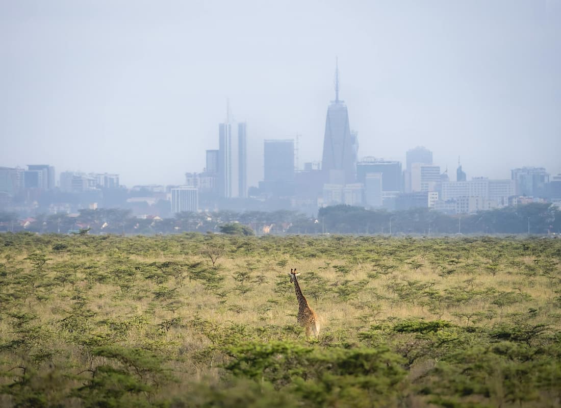 Jirafas pastando en la sabana del Parque Nacional de Nairobi con el skyline de la ciudad al fondo