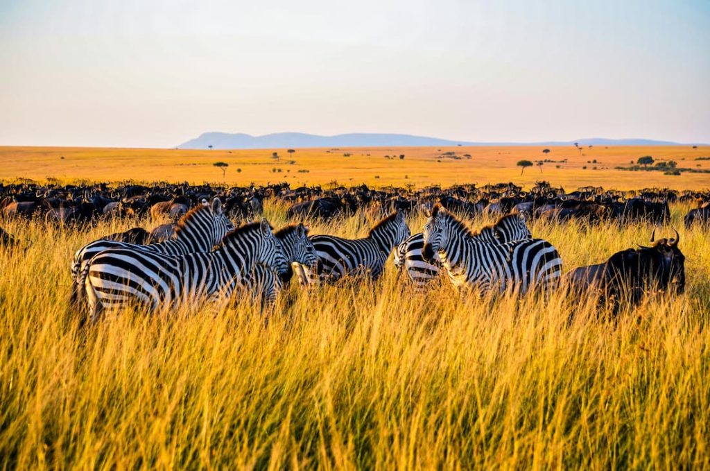Grupo de cebras con ñus en sabana africana al atardecer en Sudáfrica Title: Cebras y ñus en sabana africana al atardecer