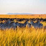 Grupo de cebras con ñus en sabana africana al atardecer en Sudáfrica Title: Cebras y ñus en sabana africana al atardecer