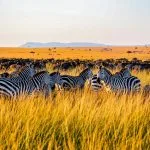 Grupo de cebras con ñus en sabana africana al atardecer en Sudáfrica Title: Cebras y ñus en sabana africana al atardecer