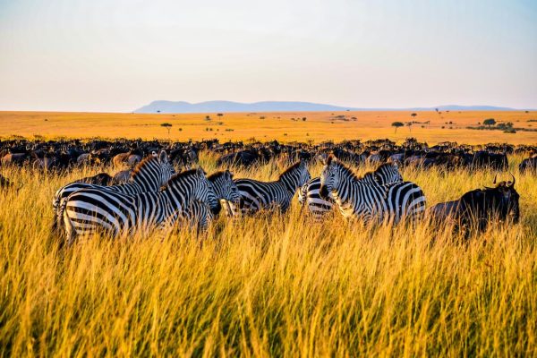 Grupo de cebras con ñus en sabana africana al atardecer en Sudáfrica Title: Cebras y ñus en sabana africana al atardecer