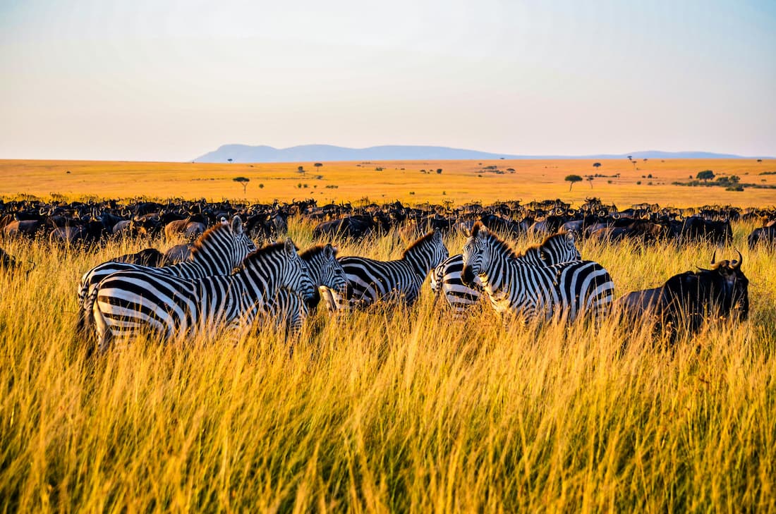 Grupo de cebras con ñus en sabana africana al atardecer en Sudáfrica Title: Cebras y ñus en sabana africana al atardecer