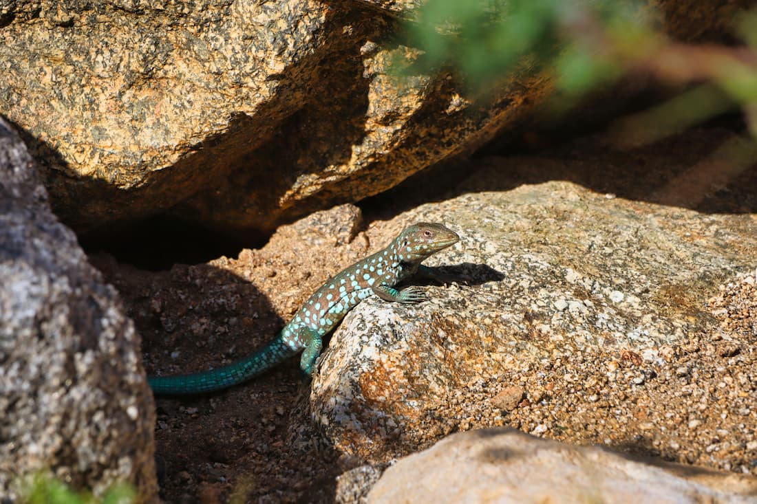 Lagartija manchada con círculos turquesas sobre roca en Aruba fauna local caribeña