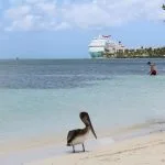 Pelícano en primer plano en playa de Aruba con crucero amarrado al fondo Title: Pelícano en playa de Aruba con crucero al fondo