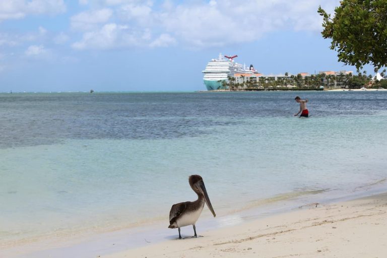 Pelícano en primer plano en playa de Aruba con crucero amarrado al fondo Title: Pelícano en playa de Aruba con crucero al fondo