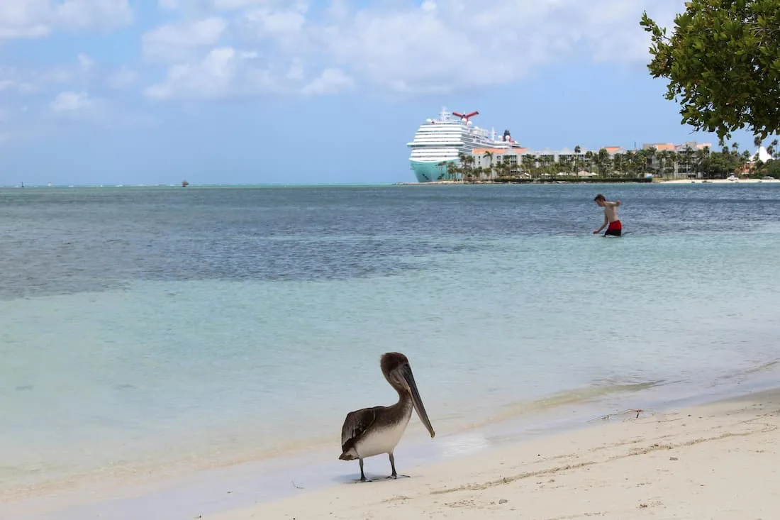 Pelícano en primer plano en playa de Aruba con crucero amarrado al fondo Title: Pelícano en playa de Aruba con crucero al fondo