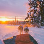 Dos perros tirando de trineo en planicie nevada rodeada de bosques al atardecer en Laponia Finlandia