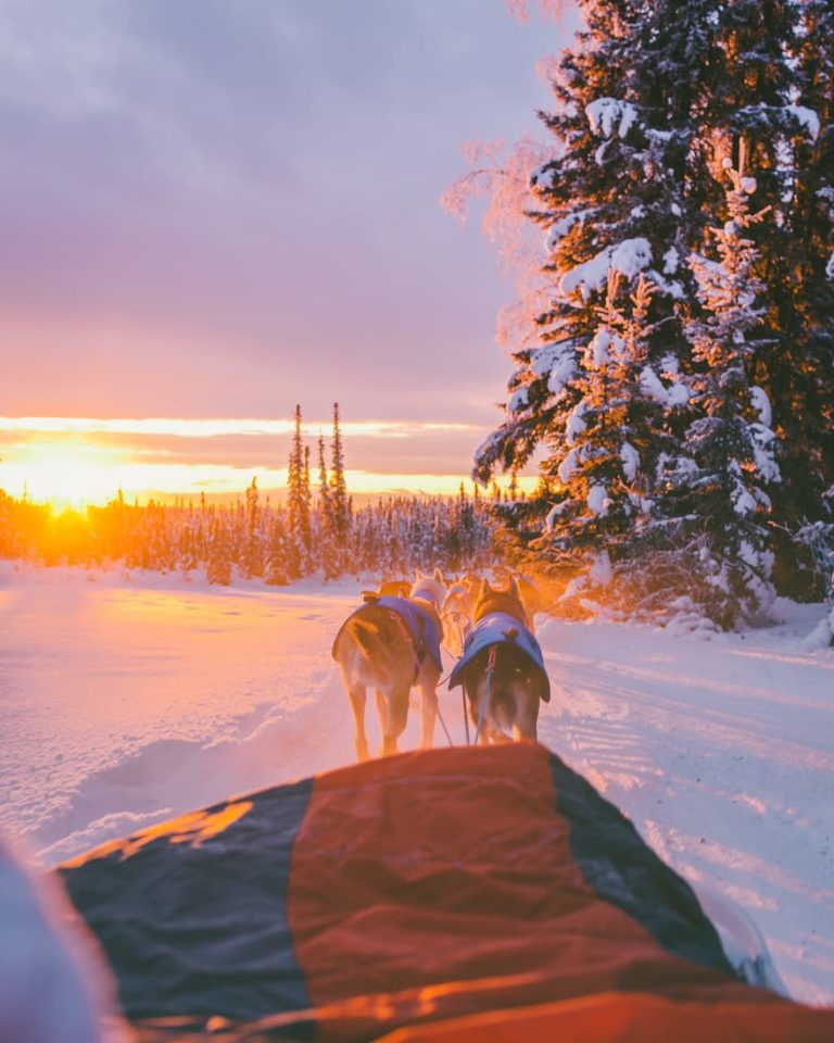 Dos perros tirando de trineo en planicie nevada rodeada de bosques al atardecer en Laponia Finlandia