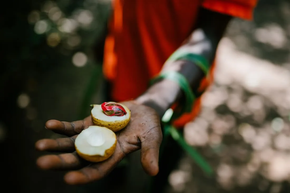 Plantación de especias en Zanzíbar con clavo canela y nuez moscada en la llamada Isla de las Especias Tanzania
