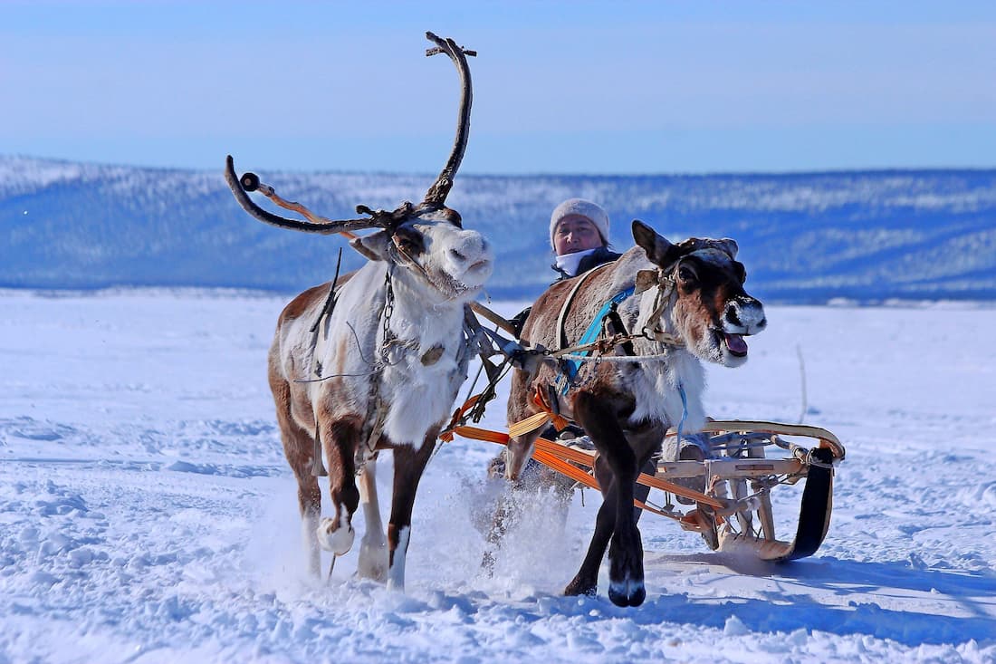 Safari en trineo de renos en Laponia Finlandia cultura sami invierno ártico nevado
