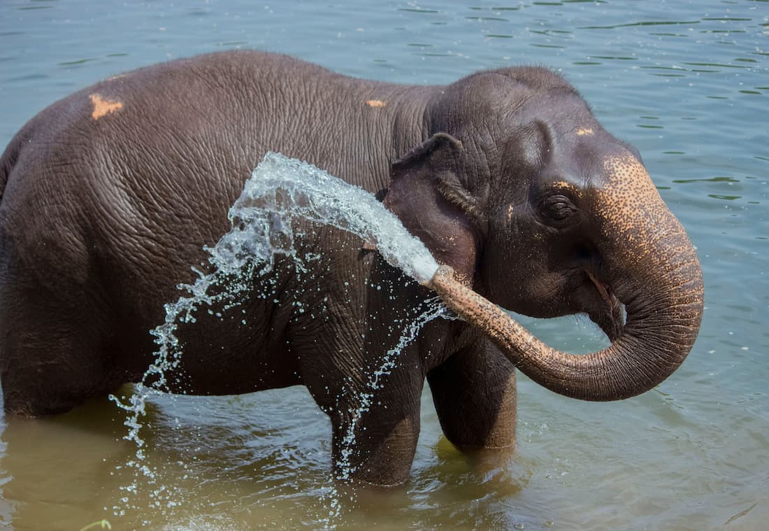 Elefante joven bañándose libremente en el río duchándose con la trompa en santuario ético cerca de Chiang Mai Tailandia