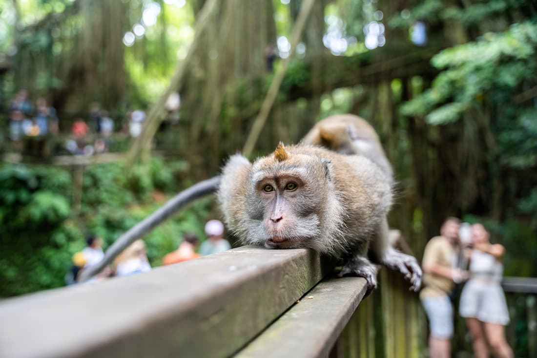 Macaco de cola larga en primer plano sobre barandilla de madera en el Monkey Forest de Ubud Bali con visitantes al fondo