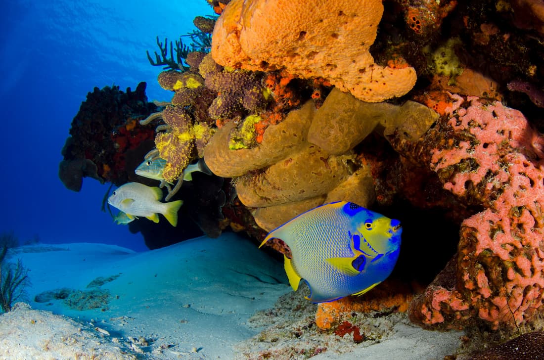 Pez ángel azul y amarillo junto a coral naranja y rosa en el arrecife mesoamericano de Roatán Honduras Caribe