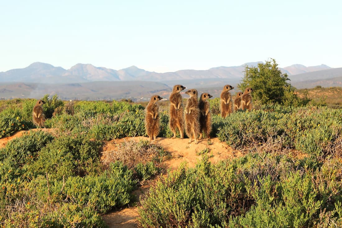 Grupo de suricatas erguidos en el Karoo sudafricano con montañas al fondo fauna típica del recorrido del Blue Train