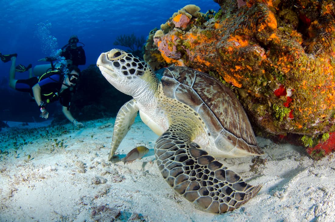 Tortuga marina en primer plano junto a coral colorido con buceador al fondo en el arrecife de Roatán Honduras Caribe