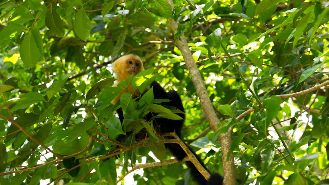 Mono cariblanco capuchino entre ramas de selva tropical en Costa Rica fauna silvestre biodiversidad ecoturismo