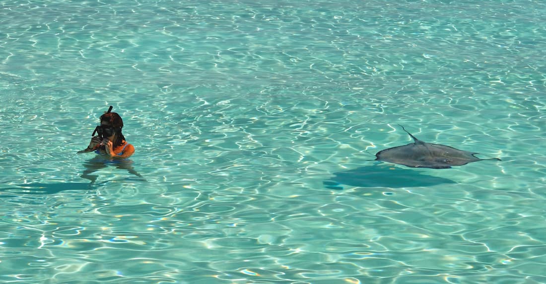 Mujer haciendo snorkel junto a una raya manchada en las aguas turquesas cristalinas de la laguna de Bora Bora Polinesia Francesa