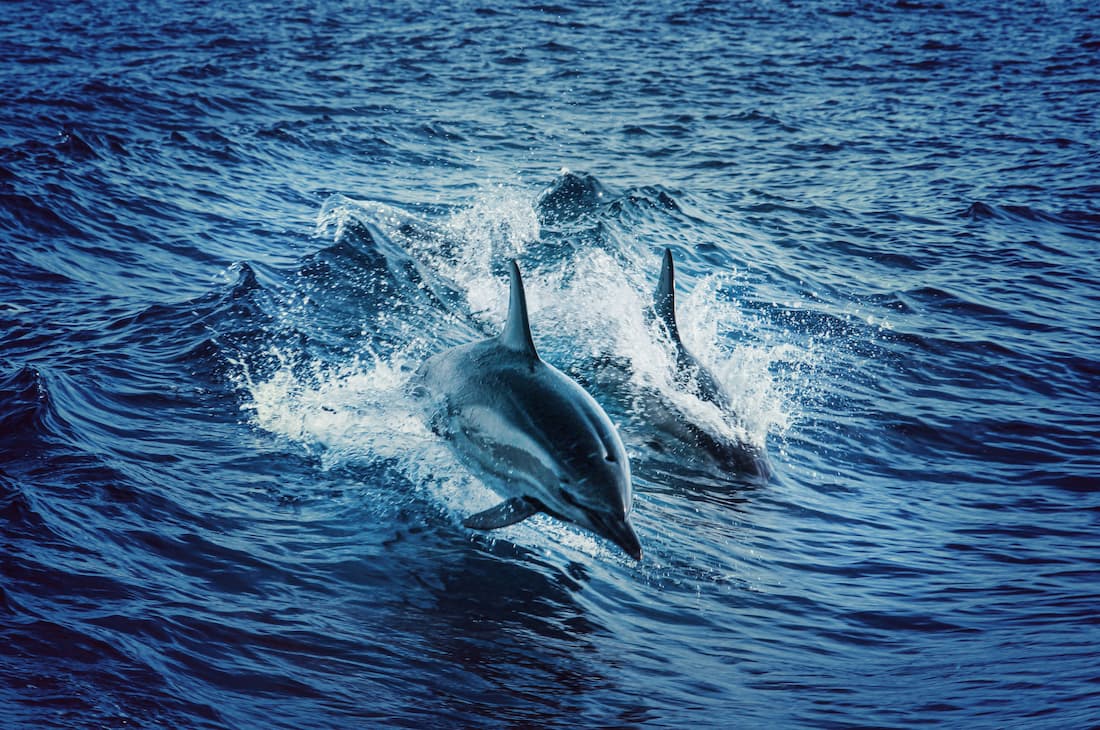 Avistamiento de ballenas y delfines en el Atlántico desde las Azores experiencia única naturaleza marina
