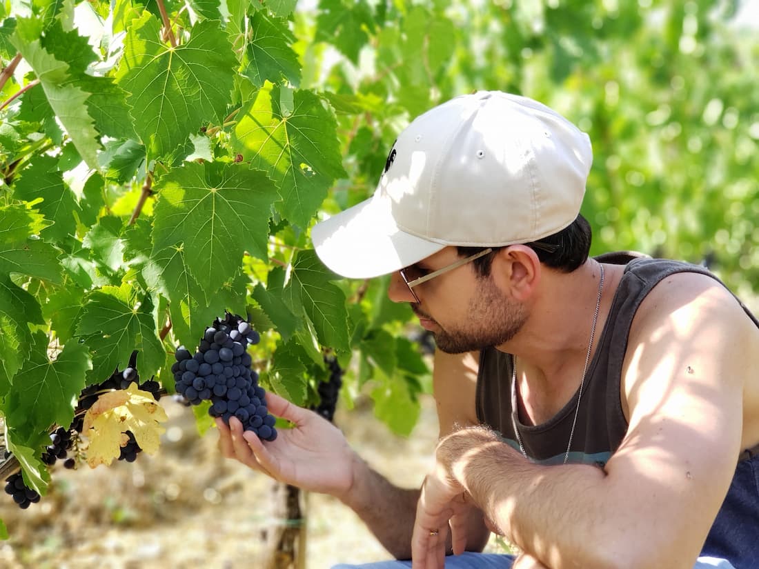 Vendimia en un viñedo del Chianti durante el otoño en la Toscana